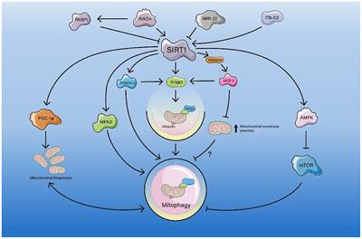 Regulation of Mitophagy by Sirtuin Family Proteins: A Vital Role in Aging and Age-Related Diseases